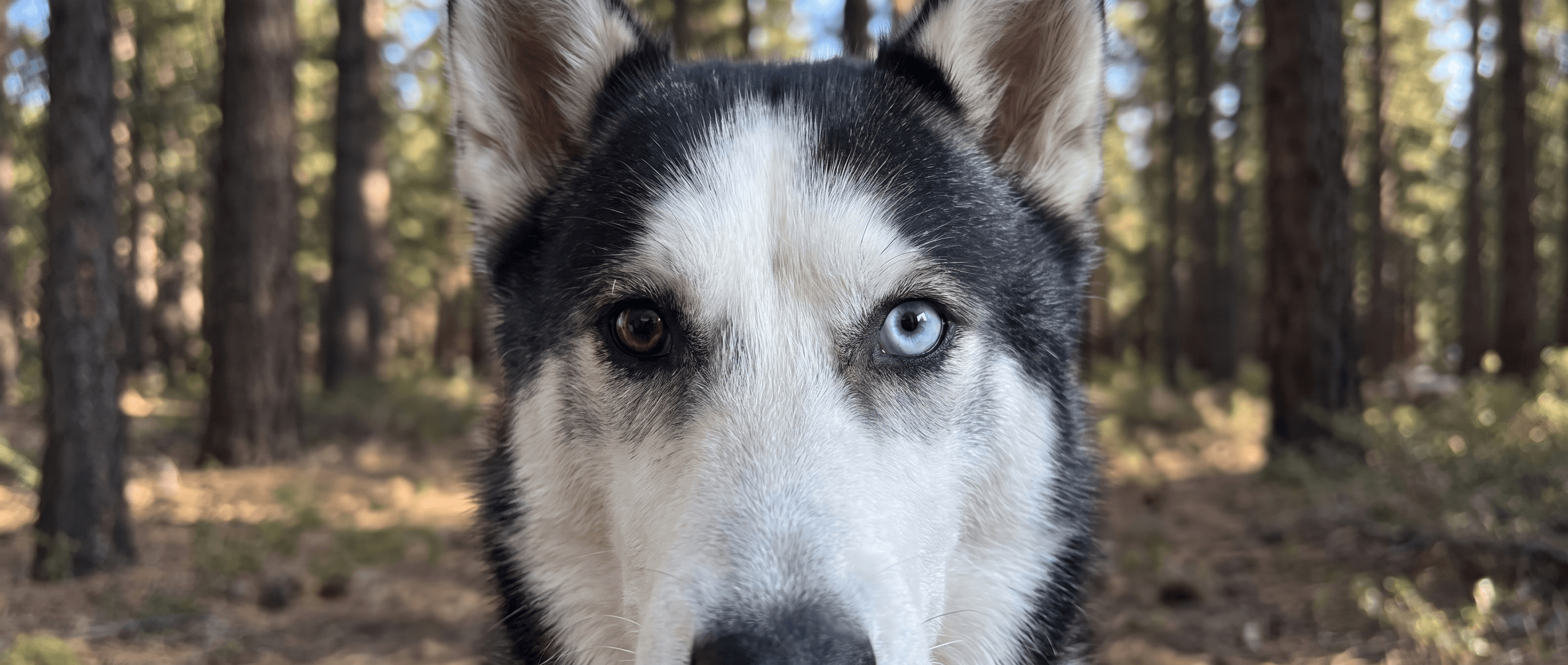 Husky Real Estate